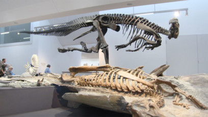 Dinosaurierskelett im Naturhistorischen Museum St. Gallen Kopie