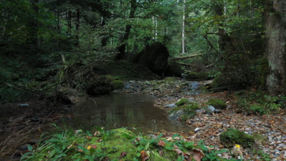 Wald und Wasser wirken positiv auf unsere Gesundheit