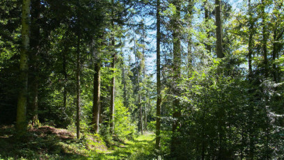 Wunderbare Waldwelt 2