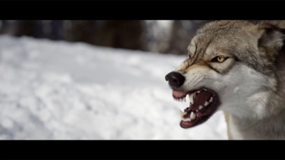 Der Wolf © ORF Vorarlberg (8) Kopie