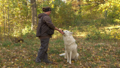 Wolf mit einer Tierpflegerin aus dem Wolf Science Center Ernstbrunn, NÖ © ORF Vorarlberg Kopie