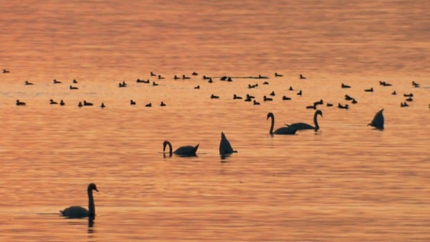 Bodensee - Wildnis am groflen Wasser