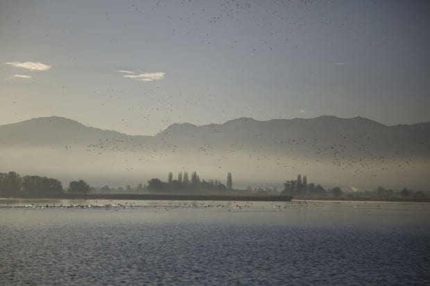 Bodensee - Wildnis am groflen Wasser